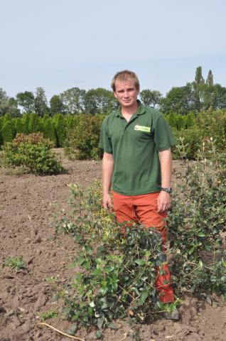 Viburnum x burkwoodii